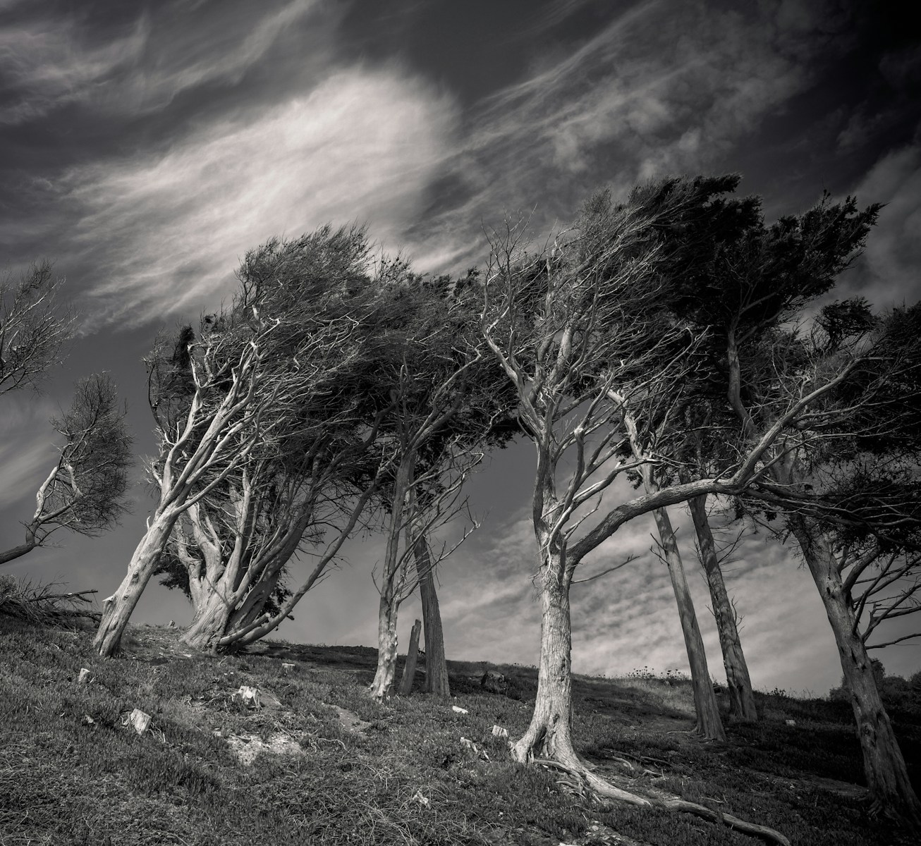 leafless tree on brown field under purple sky symbolizing hurricane preparation